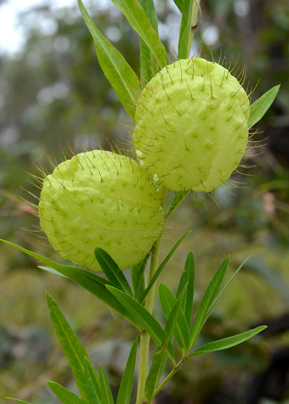 Balloonplant (Gomphocarpus physocarpus)
