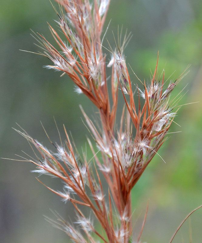 Citronella Grass (Cymbopogon bombycinus)