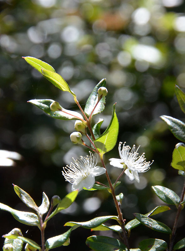 Midyim (Austromyrtus dulcis)