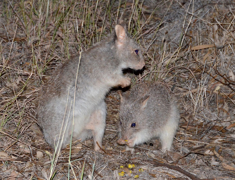 Rufous Bettongs