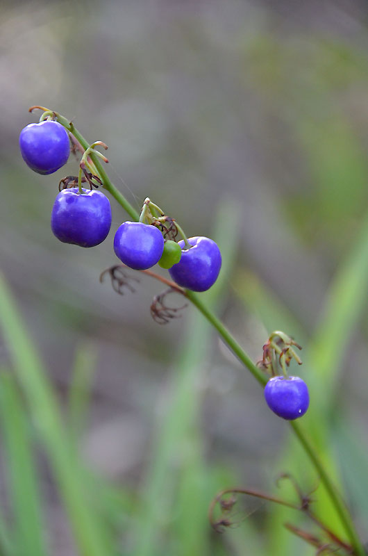 Beach Flax-lily (Dianella congesta)