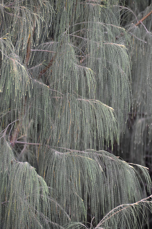 Horsetail Oak (Casuarina equisetifolia)