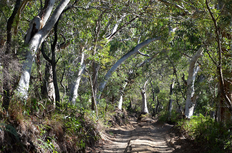 Scribbly Gum avenue