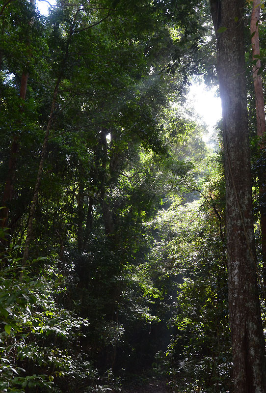 rainforest light