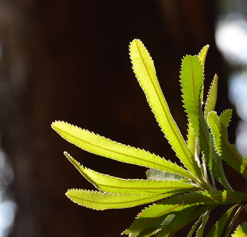 Saw Banksia (Banksia serrata)