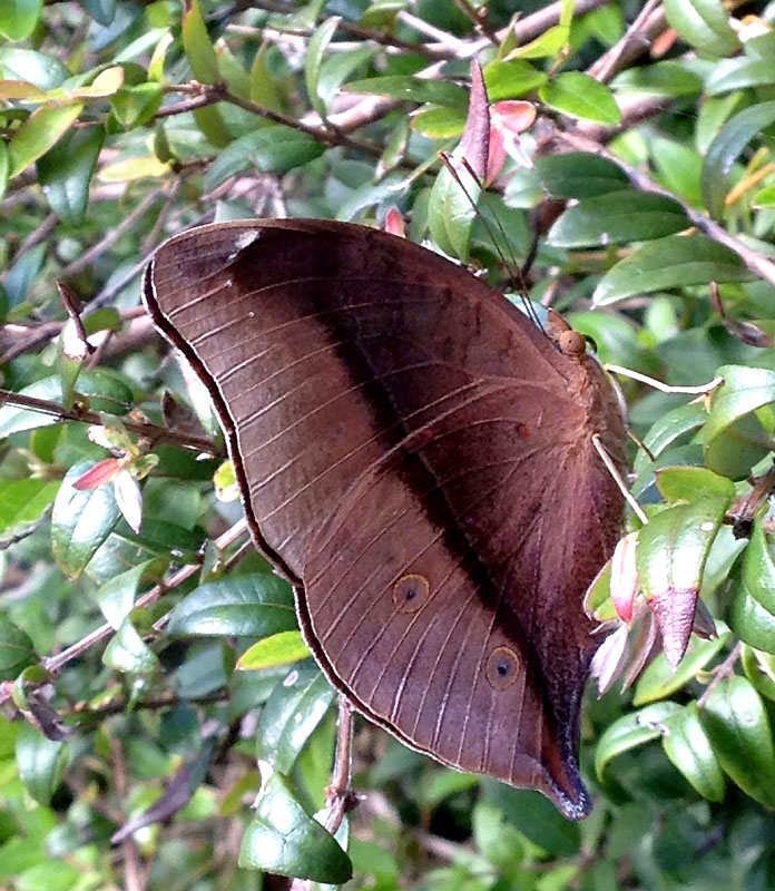 Leafwing