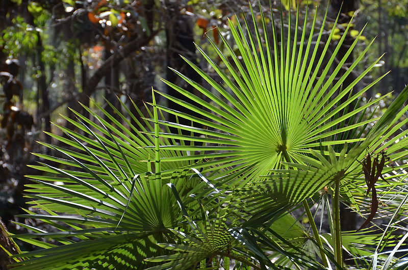 Northern Fan-palm (Livistona muelleri)