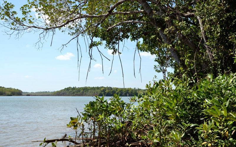 Wenlock River estuarine