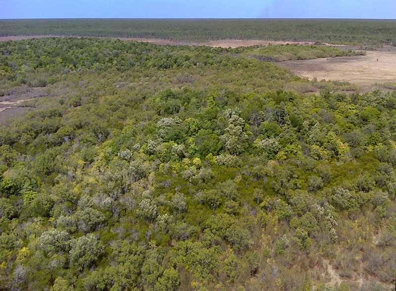 mangrove to savanna