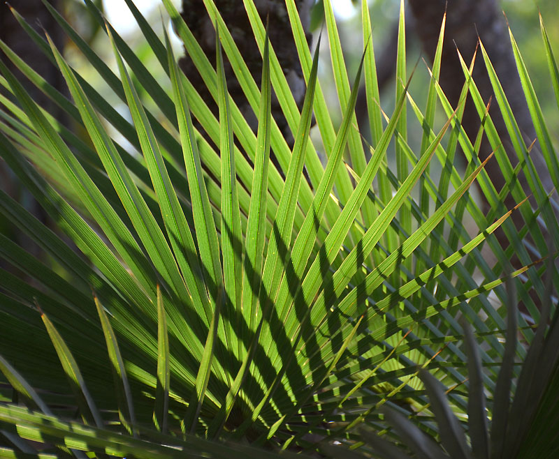 Northern Fan-palm (Livistona muelleri)