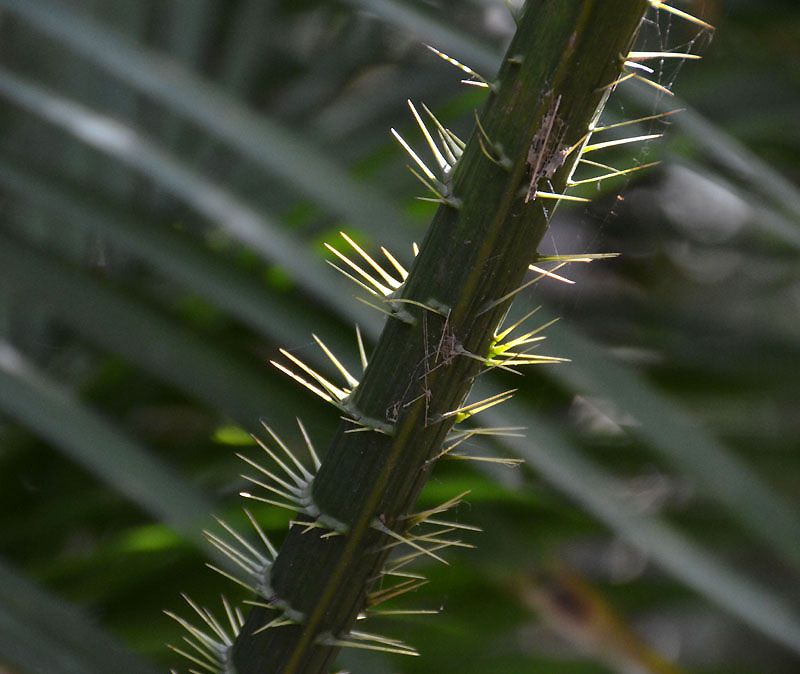 Lawyer Vine (Calamus sp.)