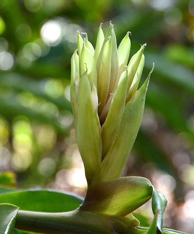 Pleated Ginger (Alpinia arctiflora)