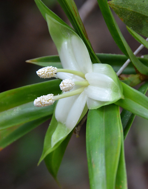 Climbing Pandan (Freycinetia scandens)