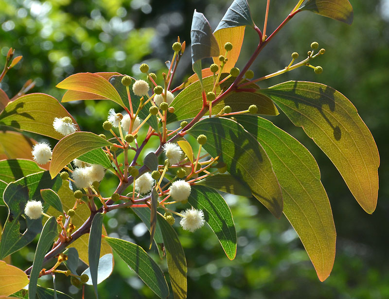 Irvinebank Wattle (Acacia leptoloba)