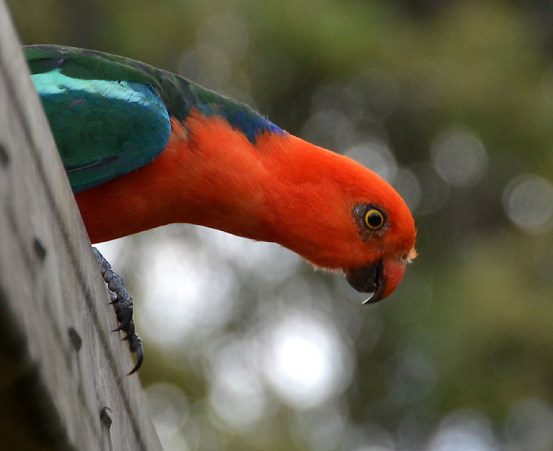 King Parrot male