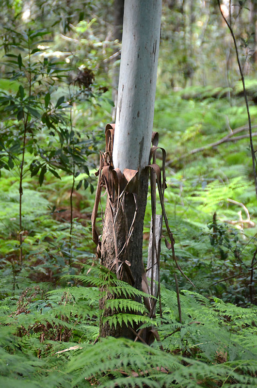 sapling eucalypt
