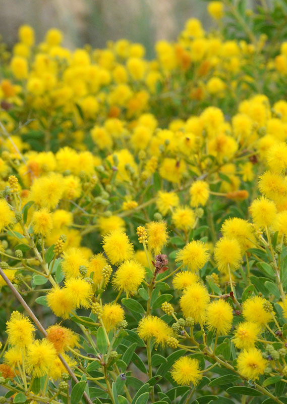 Tabletop Wattle (Acacia wickhamii)