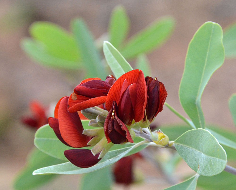 Wallflower Poison-pea (Gastrolobium grandiflorum)