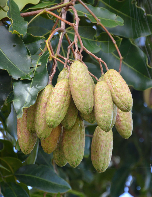Queensland Maple (Flindersia brayleyana)