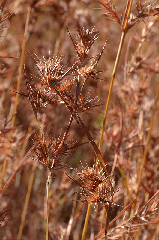 Grader Grass (Themeda quadrivalvis)