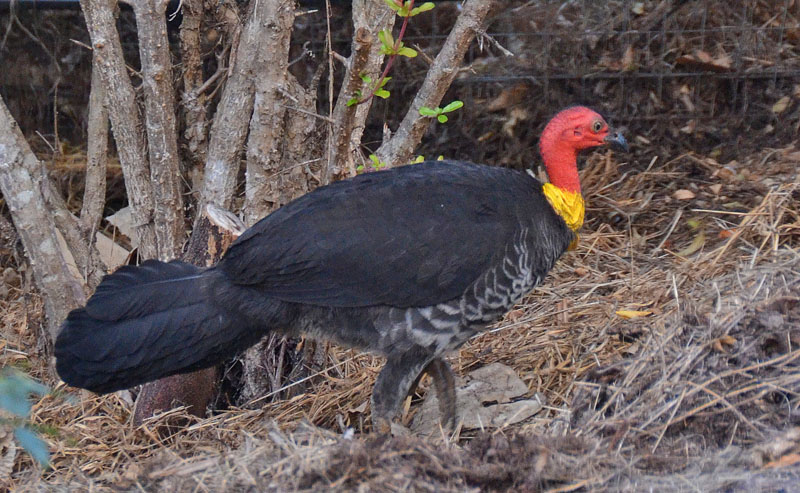 Australian Brush-Turkey