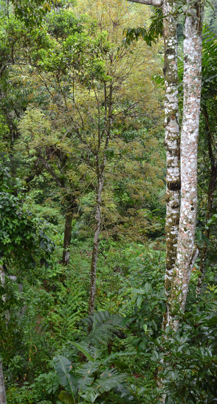 Sarinbuana forest