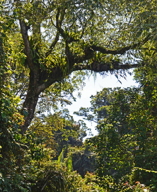 forest edge