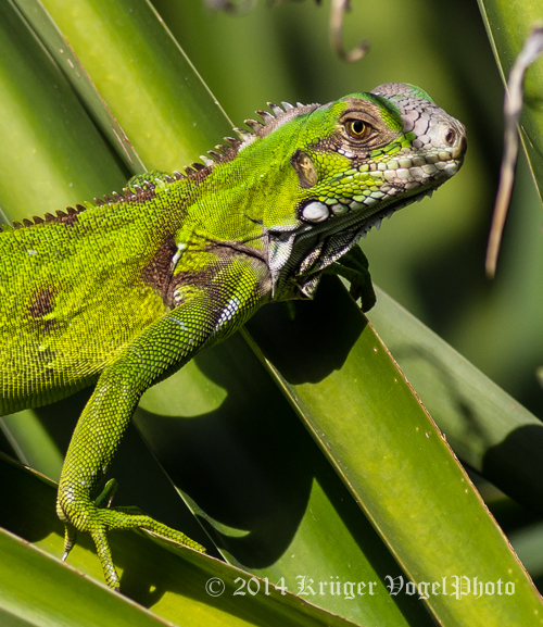 Green Iguana (young) 2564.jpg