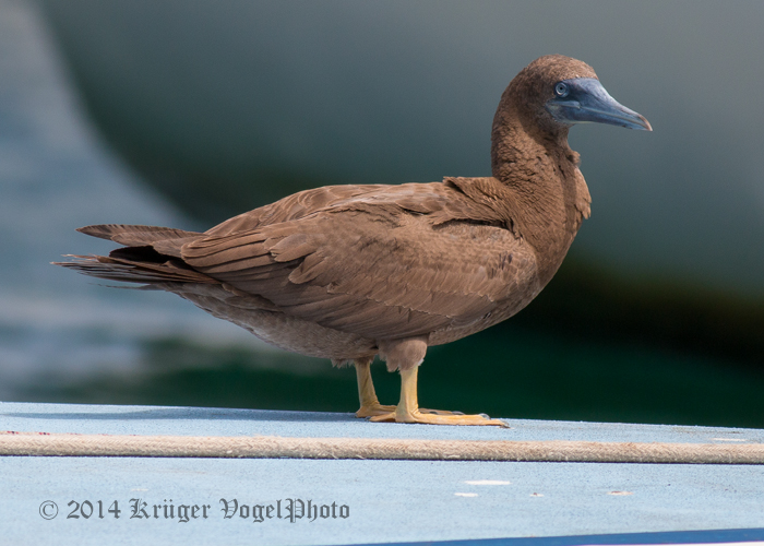 Brown Booby (juvenile) 2840.jpg