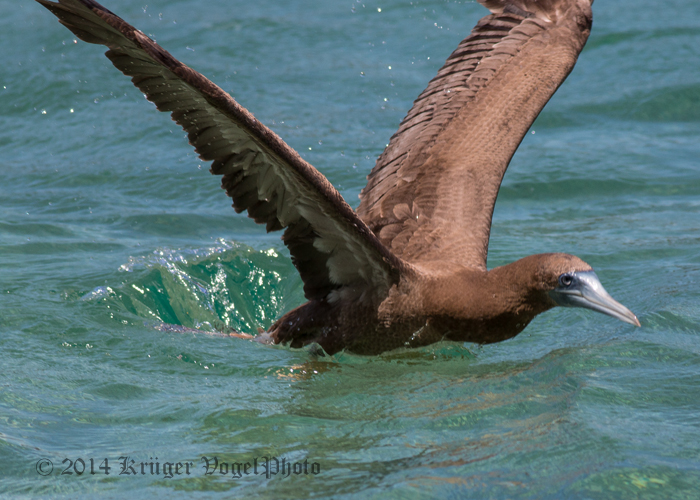 Brown Booby (juvenile) 2851.jpg