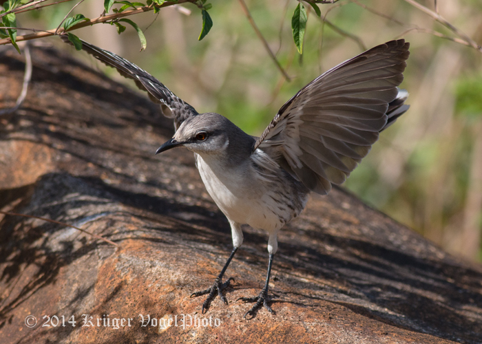 Tropical Mockingbird 2547.jpg