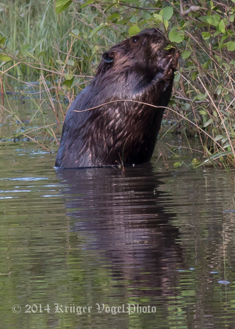 Beaver 4687.jpg