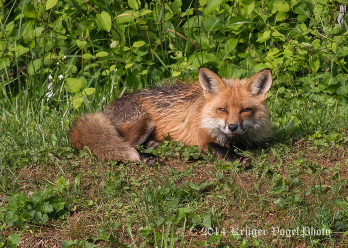 Red Fox 4831.jpg