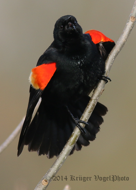 Red-winged Blackbird (male) 3967.jpg
