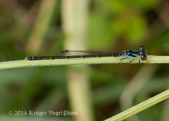 Fragile Forktail (blue male) 5940.jpg