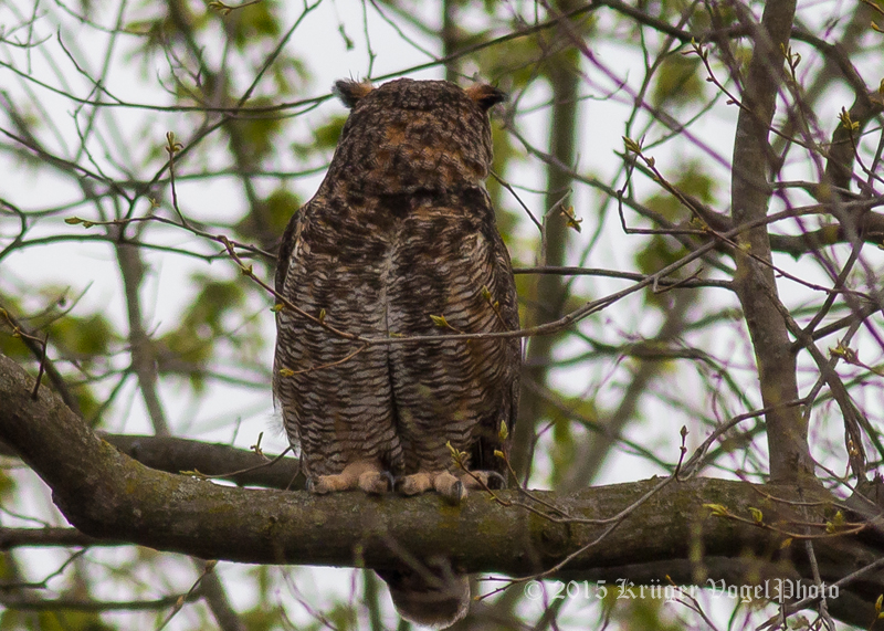 Great Horned Owl 3663.jpg