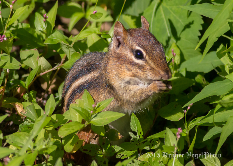 Eastern Chipmunk 1094.jpg