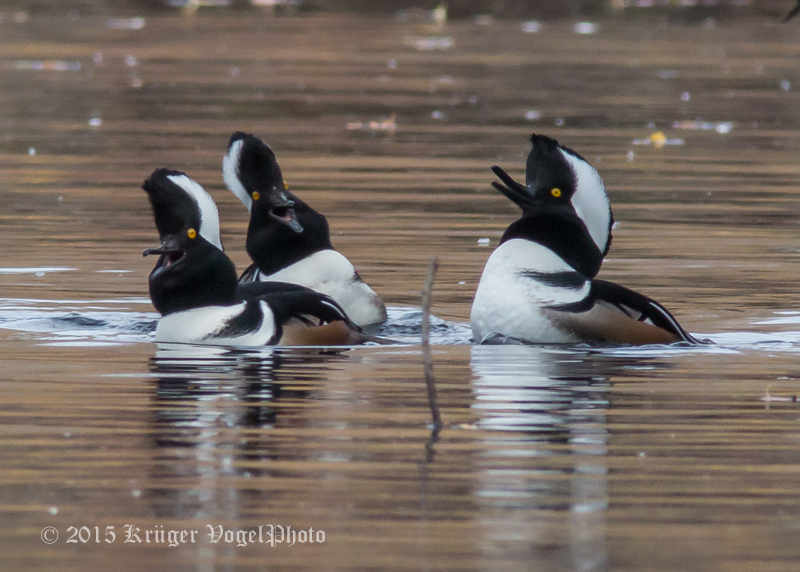 Hooded Mergansers 0606.jpg