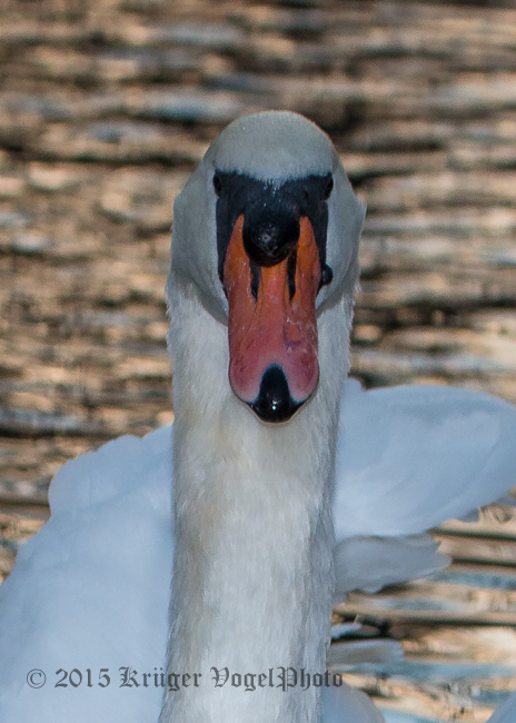 Mute Swan 0919.jpg