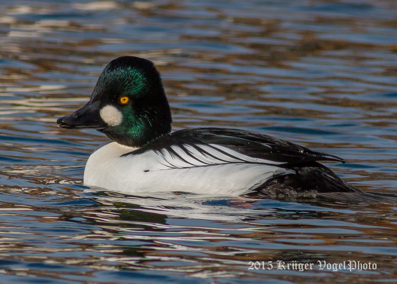 Common Goldeneye (male) 2155.jpg