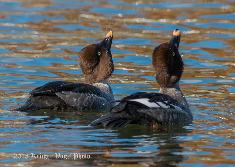 Common Goldeneye (females) 2195.jpg