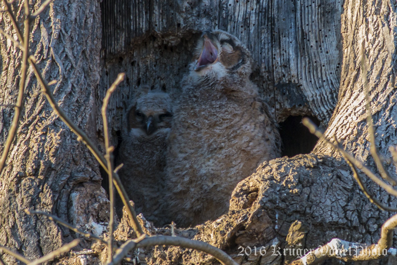 Great Horned Owl-4529.jpg