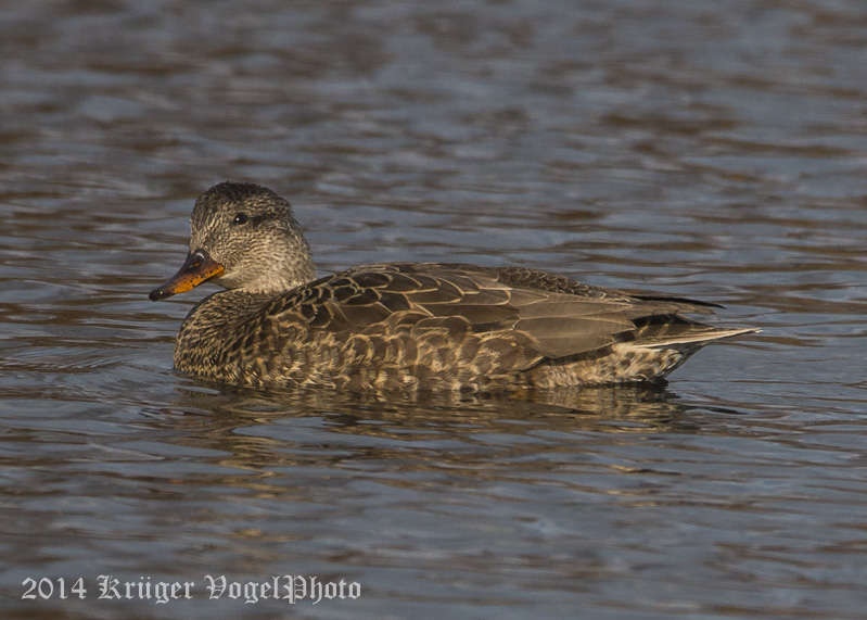 Gadwall (female)-1309.jpg