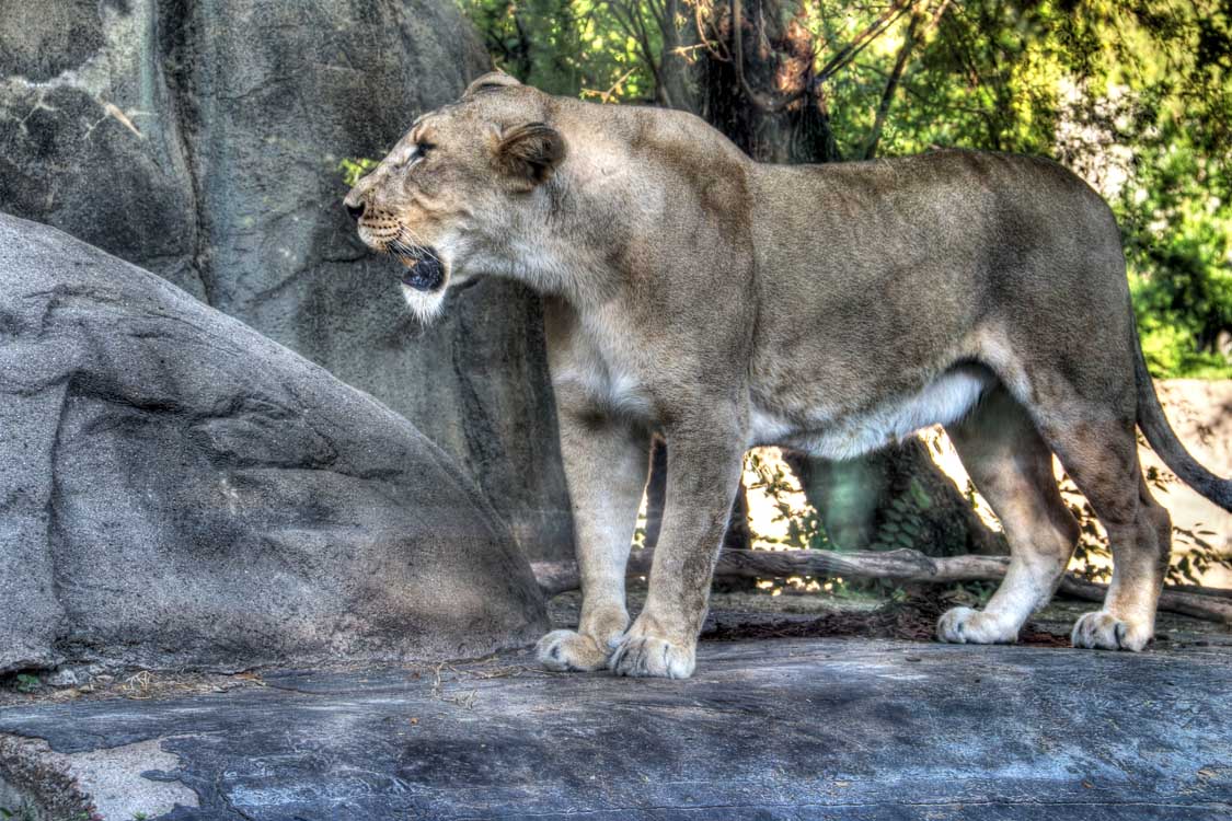 Lion-Female