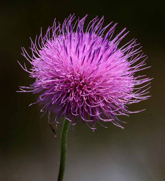 Canada Thistle