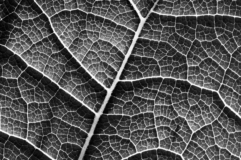 leaf maze