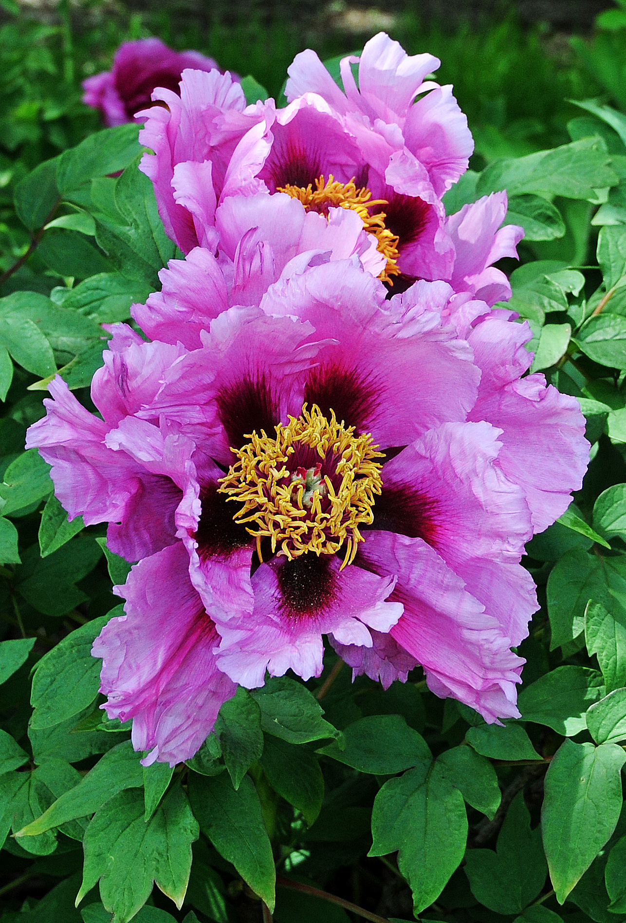 Tree Peony Blossoms