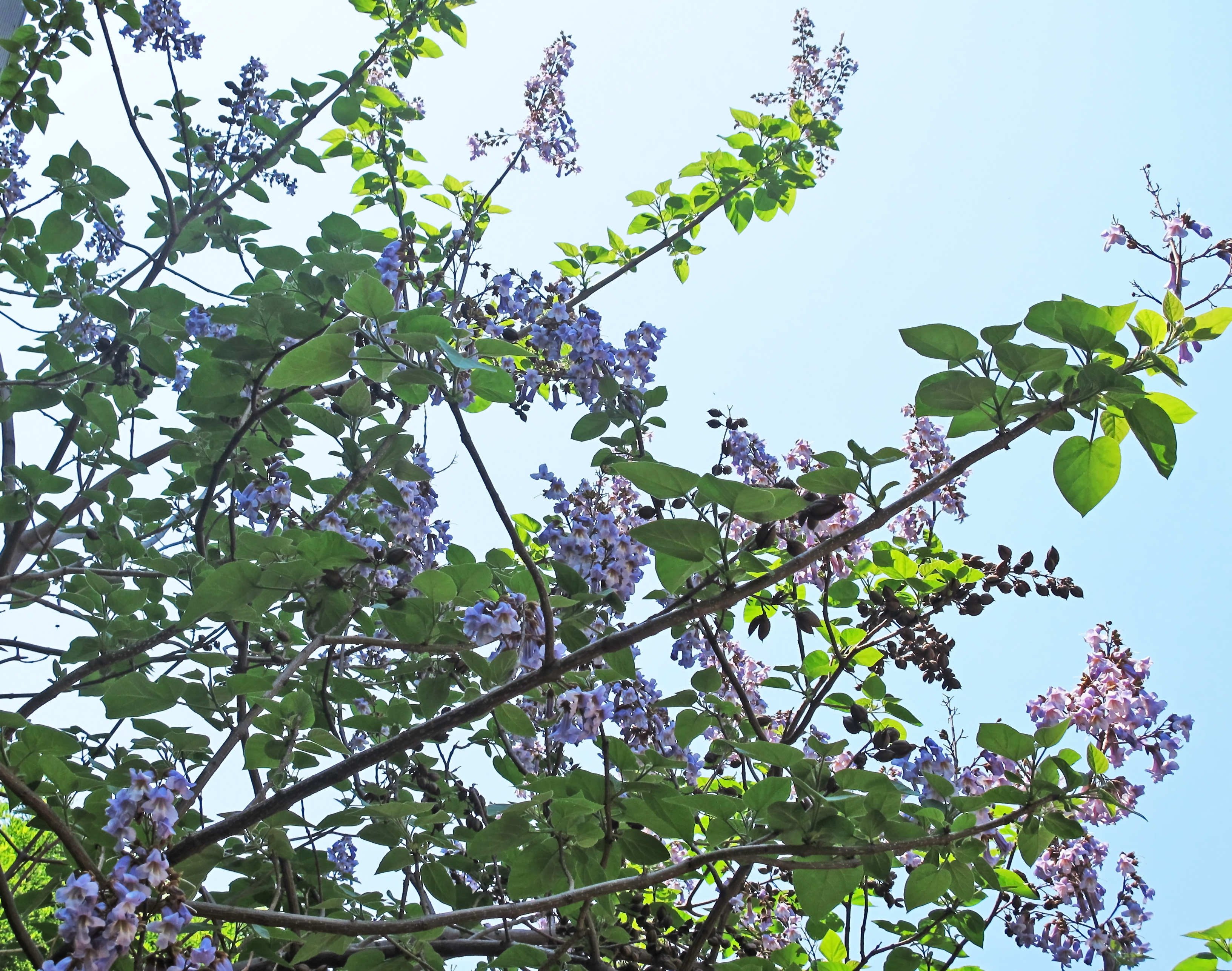 Empress Tree or Paulownia tomentosa