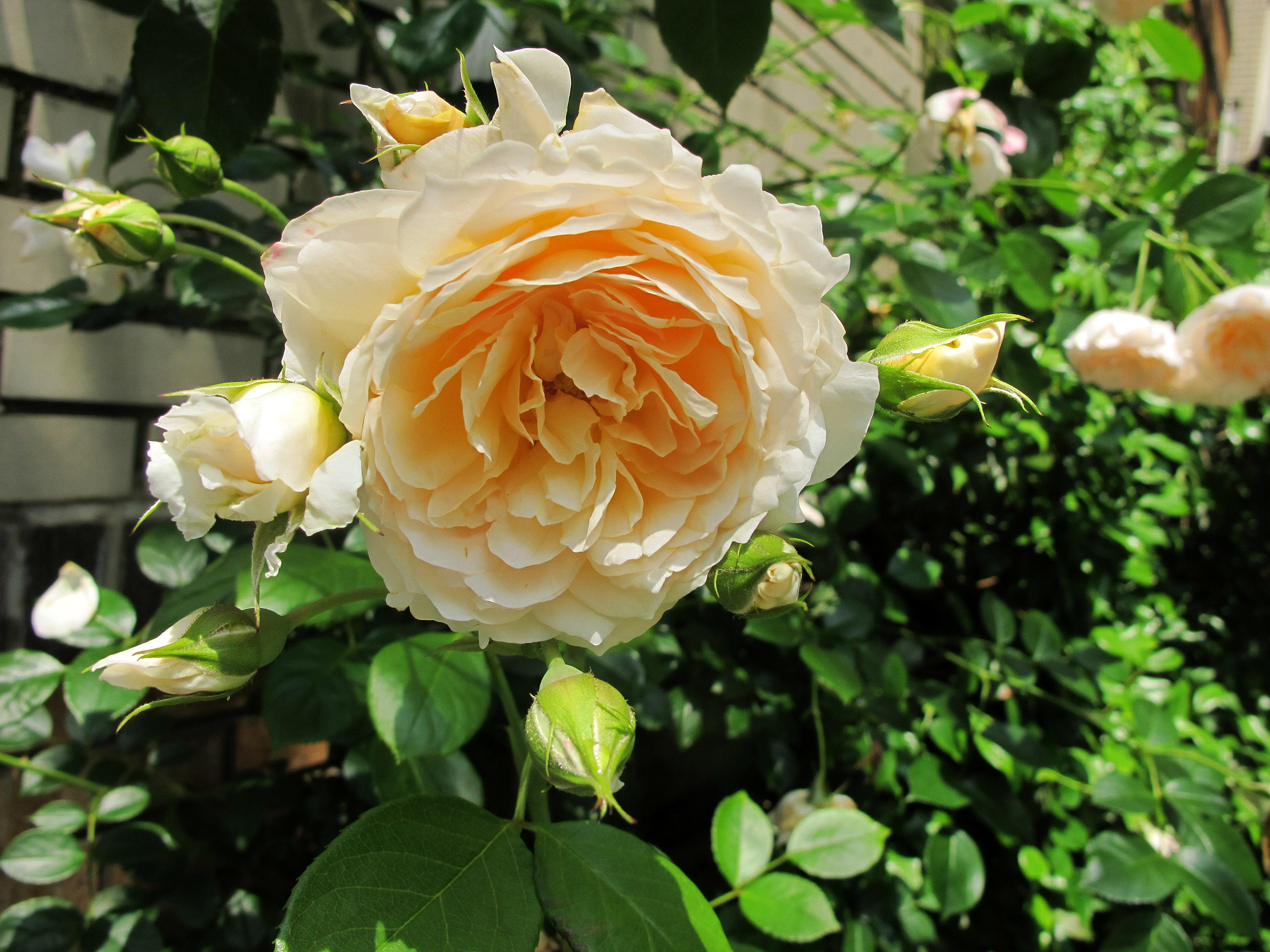 Single Rose with Buds