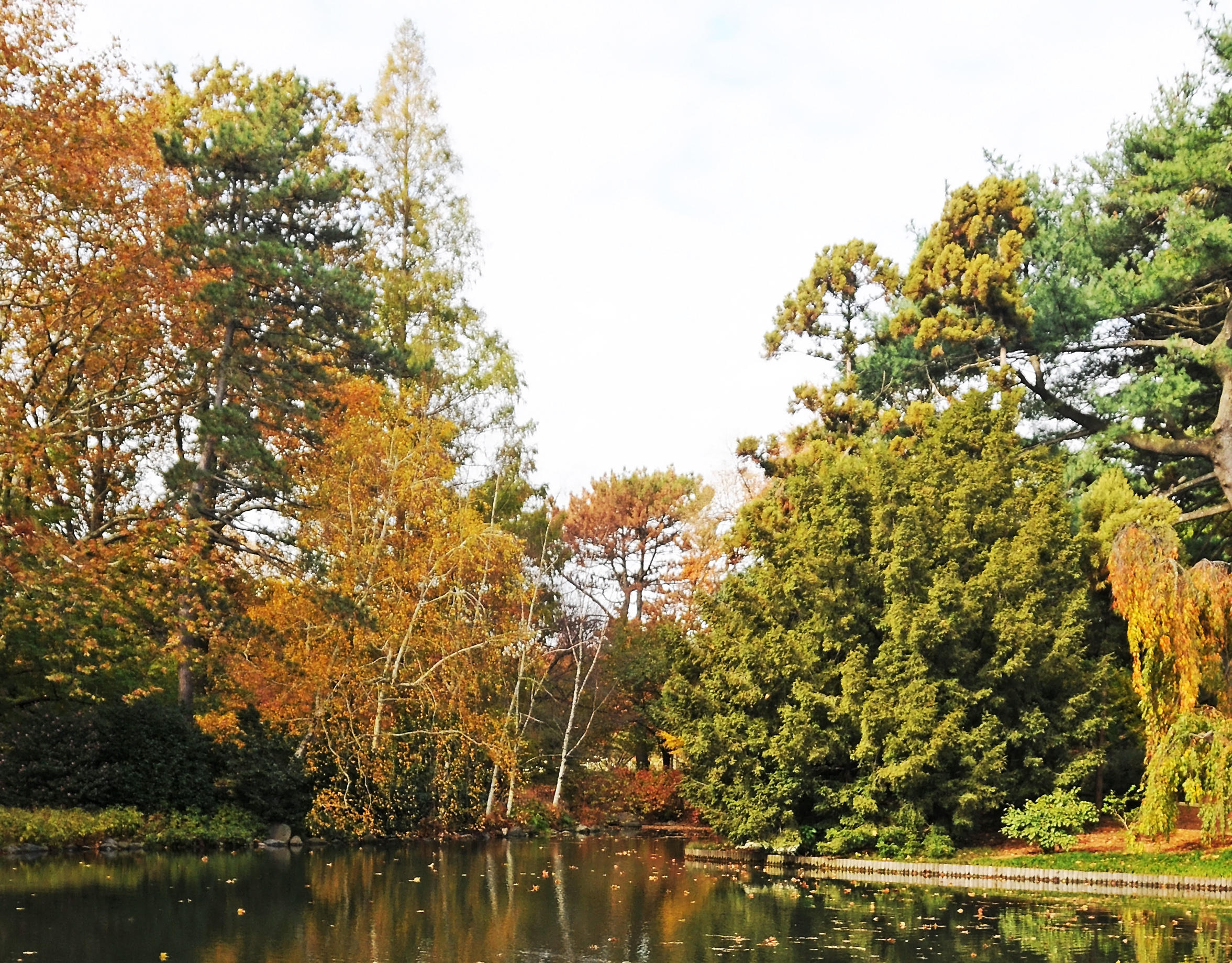 Japanese Pond & Garden 